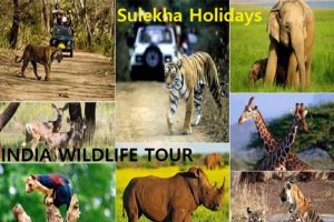 INDIA WILDLIFE TOUR